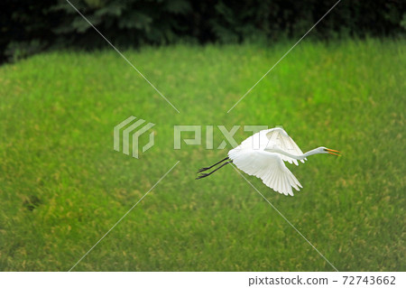 Egret dancing in the paddy field of Ebina 15 72743662