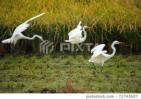 Egret dancing in the paddy field of Ebina 40 72743687