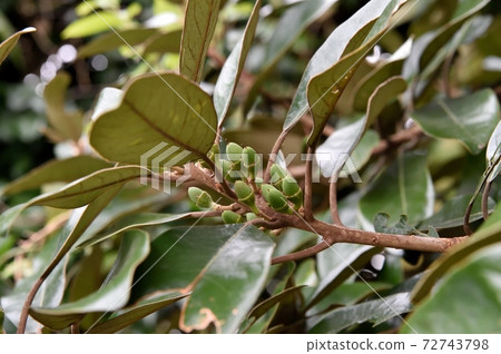 Hamabiwa水果 72743798