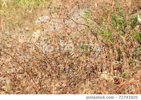 Needle seeds Needle seeds 72743920