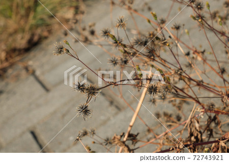 仙台草死草種子 72743921