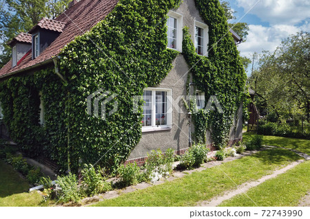 Yard of cozy ivy covered rural house at daytime Yard of cozy ivy covered rural house at daytime 72743990