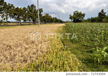 Damage caused by brown planthopper in Indonesian paddy field Damage caused by brown planthopper in Indonesian paddy field 72743994