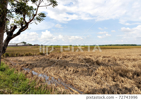 Damage caused by brown planthopper in Indonesian paddy field Damage caused by brown planthopper in Indonesian paddy field 72743996