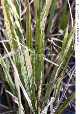 Damage caused by brown planthopper in Indonesian paddy field Damage caused by brown planthopper in Indonesian paddy field 72744001