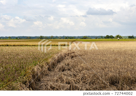 Tobiirounka對印度尼西亞稻田造成的損害 Tobiirounka對印度尼西亞稻田造成的損害 72744002