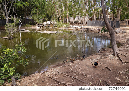 A Pond For Wildlife 72744091
