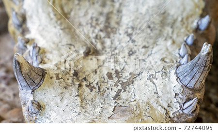 Crocodile Jaw Replica Crocodile Jaw Replica 72744095