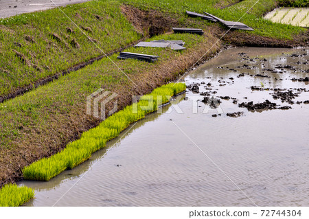 Nursery box placed in paddy field before mechanical transplantation 72744304