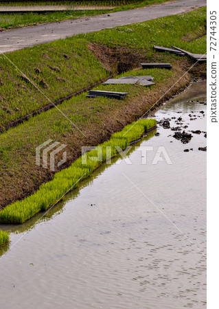 Nursery box placed in paddy field before mechanical transplantation 72744305