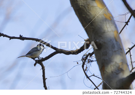 Great tit Great tit 72744324