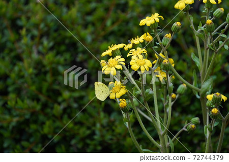 黃色的花朵和鵝 黃色的花朵和鵝 72744379