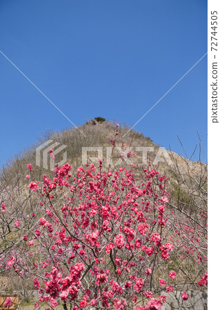 Red peach blossom in full bloom Red peach blossom in full bloom 72744505