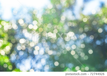 Tree leak day bokeh 72744926