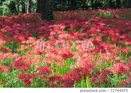 [東京]野川公園的Higanbana 72744975