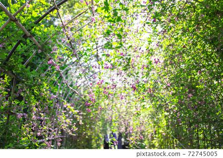 [Tokyo] Fuchu City Local Forest Park Hagi Tunnel 72745005