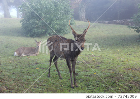Deer wet with drizzle at the summit of Mt. Wakakusa Deer wet with drizzle at the summit of Mt. Wakakusa 72745009