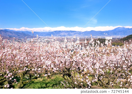 杏花和北阿爾卑斯山 72745144