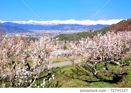 Apricot flowers and the Northern Alps Apricot flowers and the Northern Alps 72745147