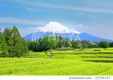 Obuchi Sasaba tea plantation and Mt. Fuji Obuchi Sasaba tea plantation and Mt. Fuji 72745157