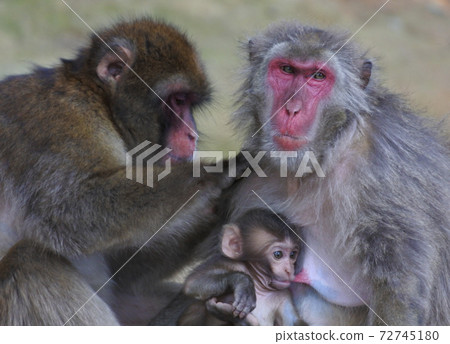 日本獼猴的媽媽已經打扮好了，看起來很滿意 72745180