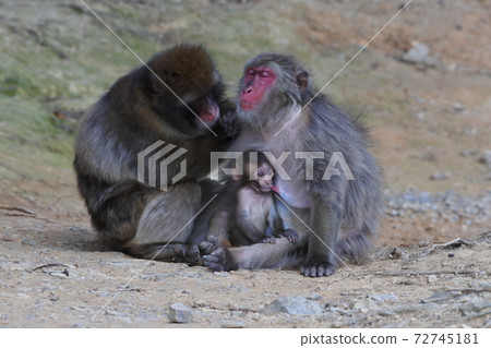 正在修理頭髮的日本猴和同猴的母子 72745181