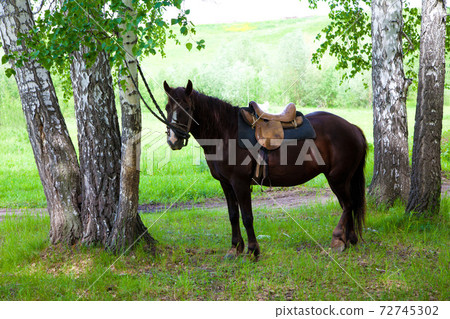 a saddled horse a saddled horse 72745302