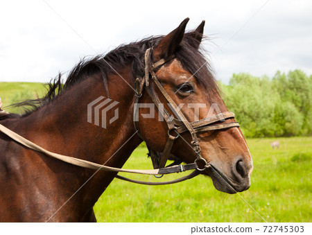 a horse's head a horse's head 72745303