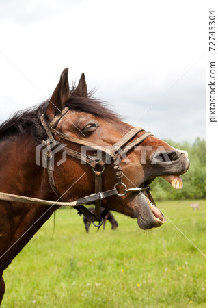 a horse's head a horse's head 72745304