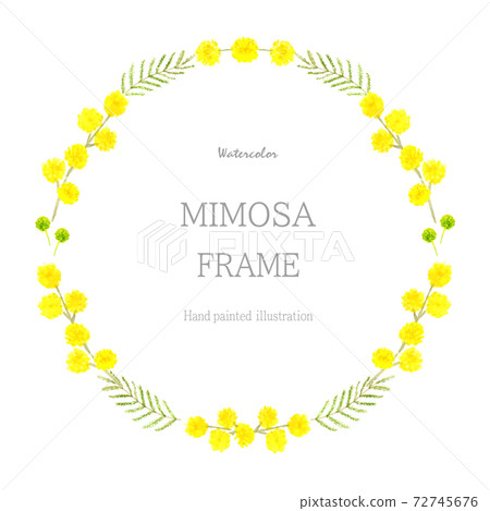Mimosa circle frame drawn in watercolor Mimosa circle frame drawn in watercolor 72745676