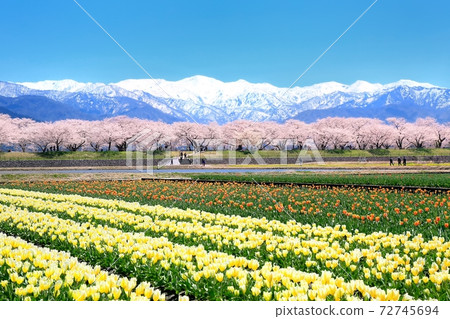 Churip領域和櫻桃樹在北阿爾卑斯山 72745694