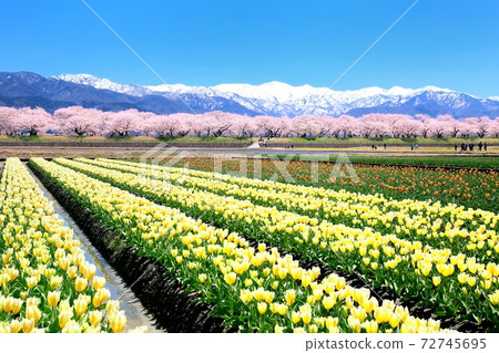 Churip領域和櫻桃樹在北阿爾卑斯山 Churip領域和櫻桃樹在北阿爾卑斯山 72745695