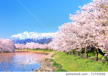 Mt. Myoko and a row of cherry blossom trees seen from Takada Park 72745696