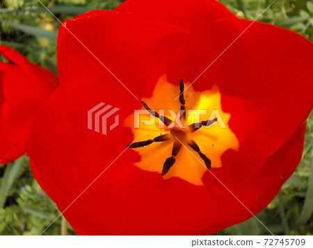 Inside the red tulip Inside the red tulip 72745709