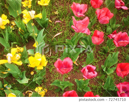 Tulips nearing the end Tulips nearing the end 72745710