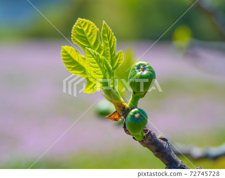 Young leaves and blue fruits of figs Young leaves and blue fruits of figs 72745728