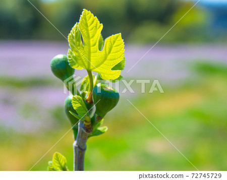 Young leaves and blue fruits of figs 72745729