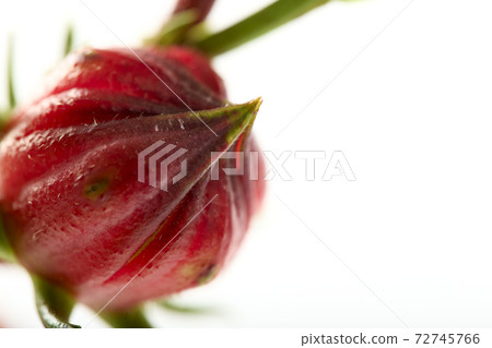 Roselle (Hibiscus sabdariffa) fruit on white background Roselle (Hibiscus sabdariffa) fruit on white background 72745766
