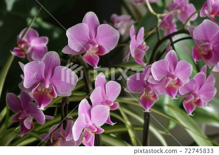 Phalaenopsis orchid pink 72745833