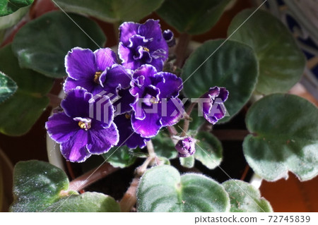 Saintpaulia purple 72745839