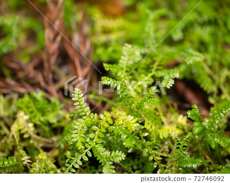 Native to Himekuramagoke (Himekura horse moss) Native to Himekuramagoke (Himekura horse moss) 72746092