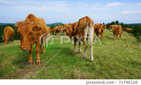 Cattle grazing Cattle grazing 72746189