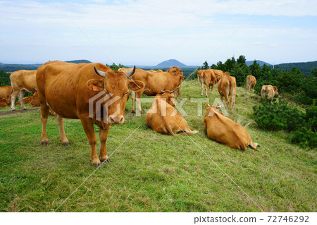 Cattle grazing Cattle grazing 72746292