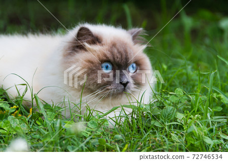 portrait of himalayan persian cat on the green grass in the summer 72746534