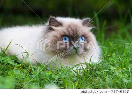portrait of himalayan persian cat on the green grass in the summer 72746537
