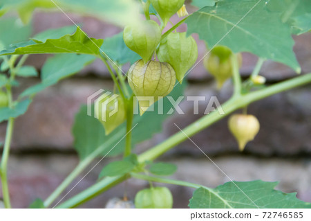 Cardiospermum halicacabum aromatic medicinal plant Cardiospermum halicacabum aromatic medicinal plant 72746585