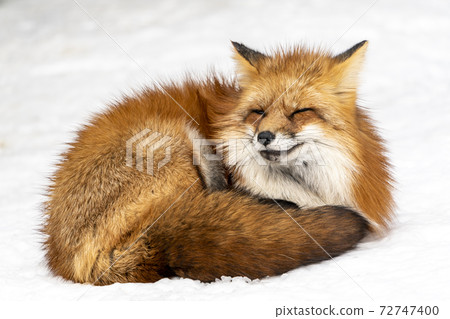 Image of snow and red fox Hokkaido 72747400