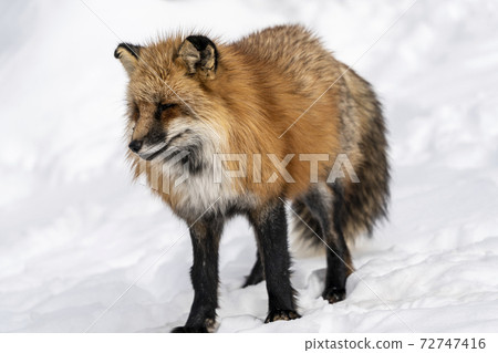 Image of snow and red fox Hokkaido 72747416