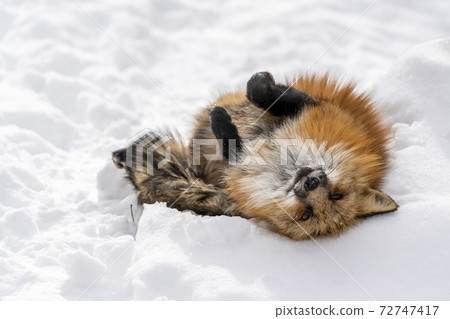 Image of snow and red fox Hokkaido Image of snow and red fox Hokkaido 72747417