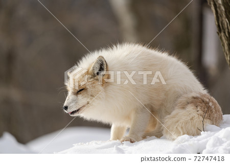 Image of snow and red fox Hokkaido 72747418